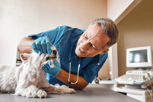 Best Emergency Care for Gum Disease in Sonoma State University, CA